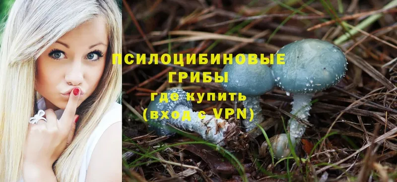 как найти   мориарти клад  Псилоцибиновые грибы Psilocybe  Далматово 